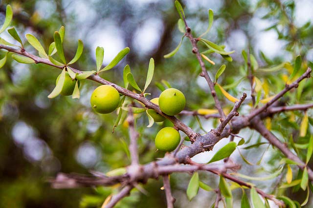 Beneficios del Aceite de argán