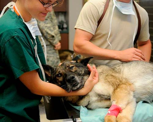 Los mejores regalos para veterinarios
