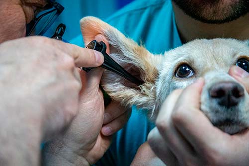 Regalos interesantes para veterinarios