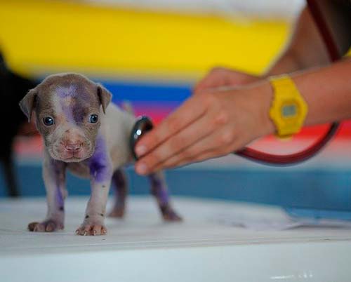 Regalos para veterinarios